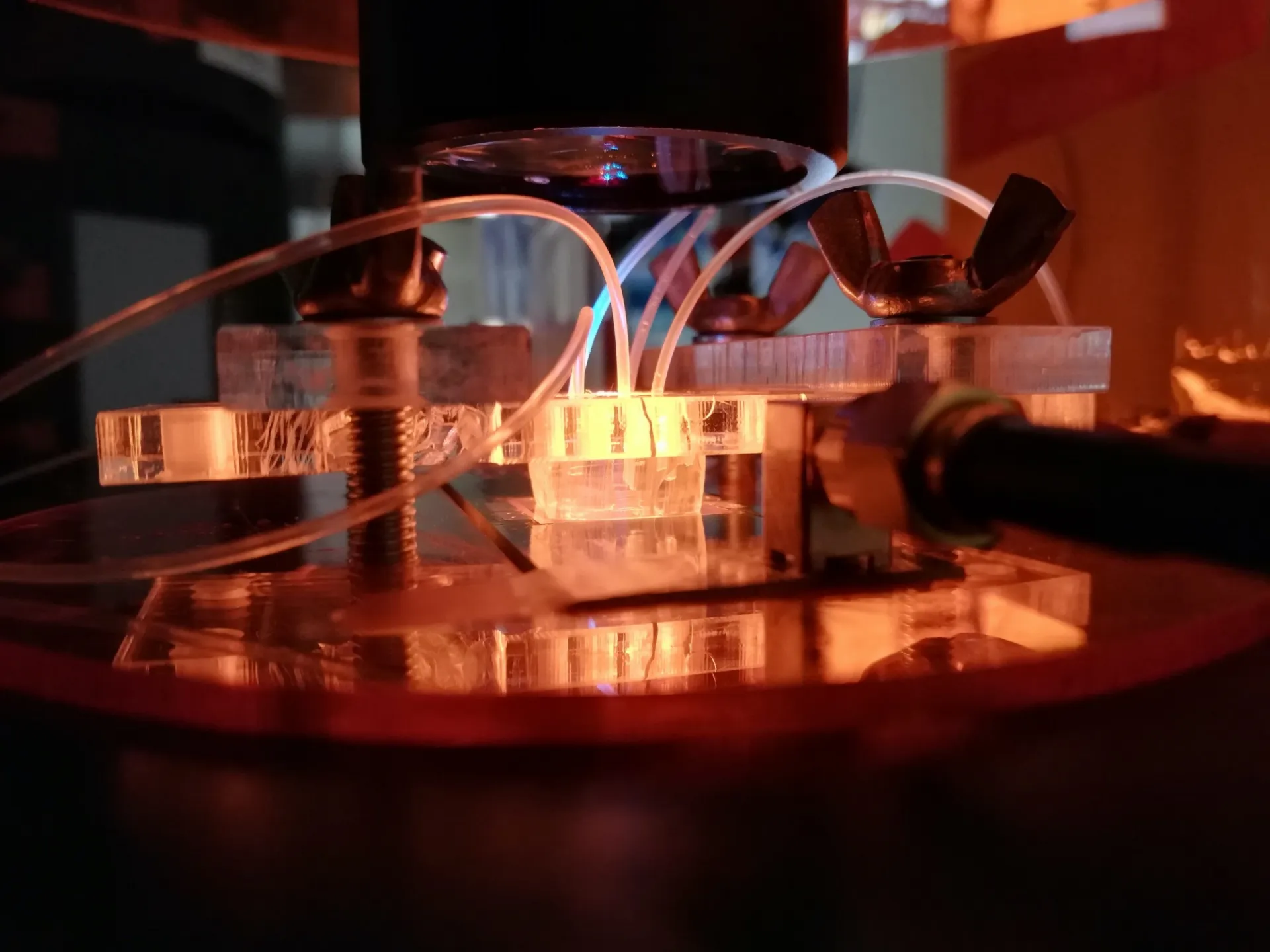 Microfluidic setup examining fluid flow.
